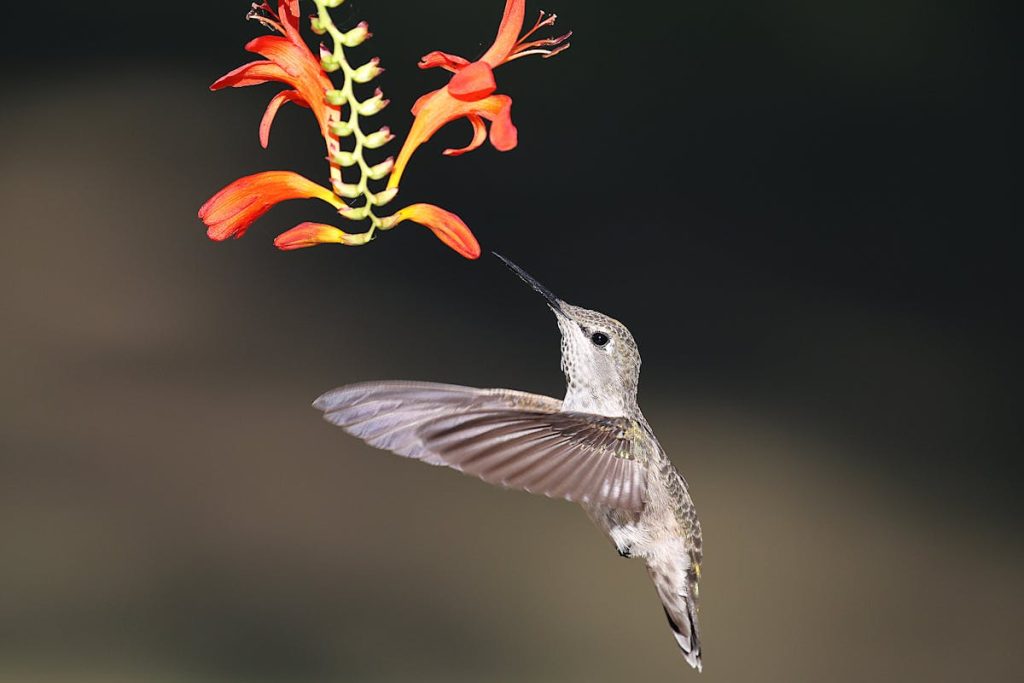 Missouri Hummingbird Migration Map 2026