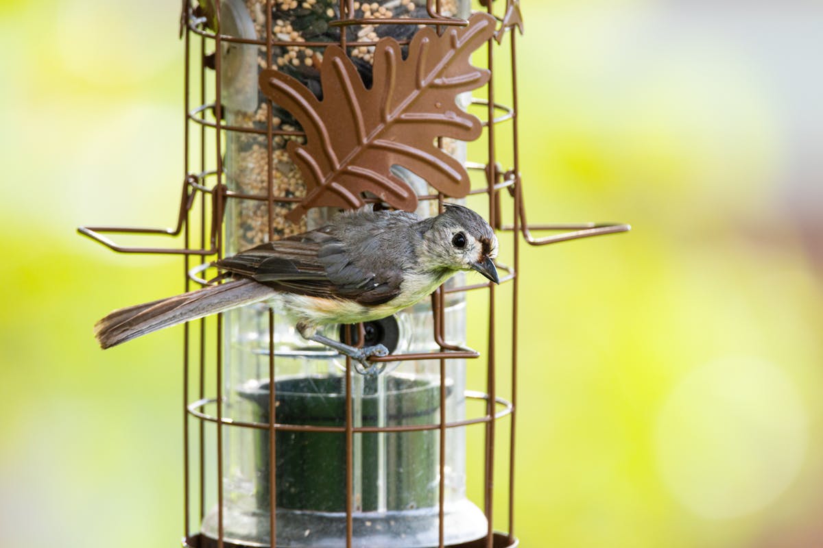 Hybrid Squirrel-Proof Bird Feeders: 8 That Really Work (Best) 4 Motorized Squirrel-Proof Bird Feeder