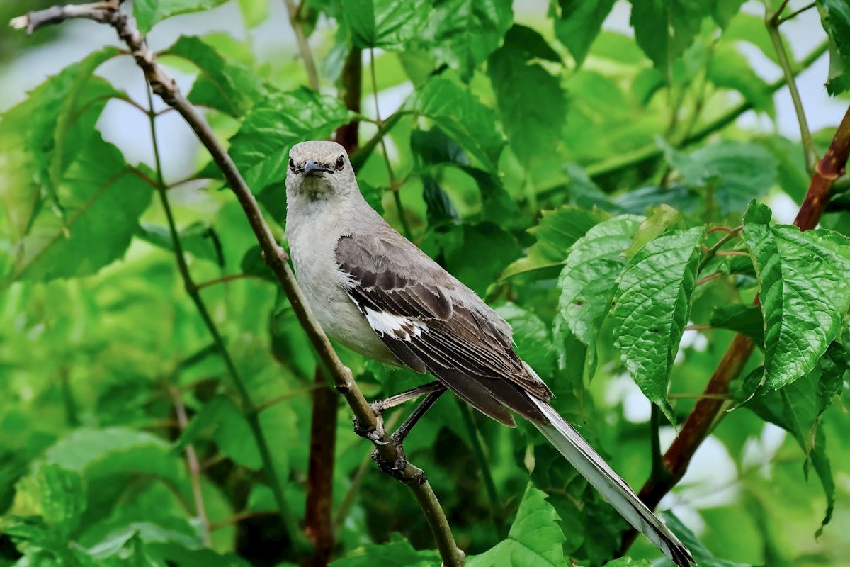 15 Birds That Are Secretly More Intelligent Than You Might Think 8 Northern Mockingbird — The Homunculus of Learning