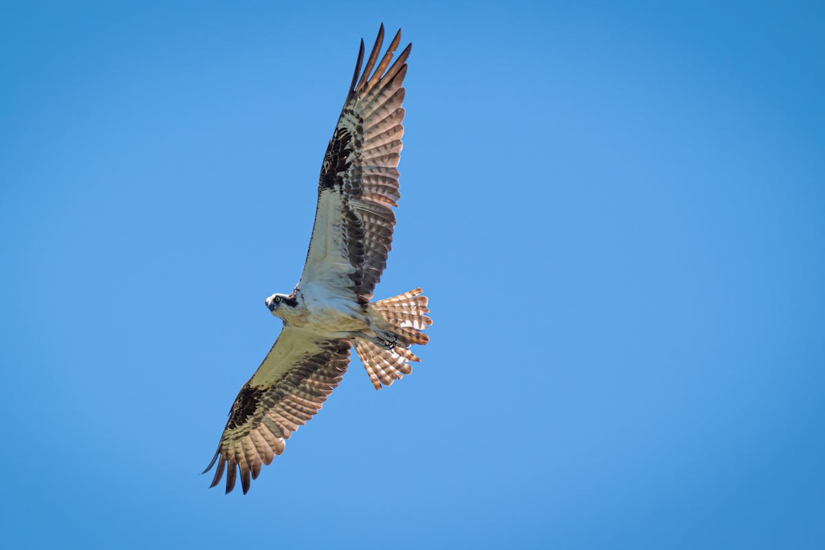 15 Birds That Are Secretly More Intelligent Than You Might Think 9 Osprey — The Specialized Problem Solver