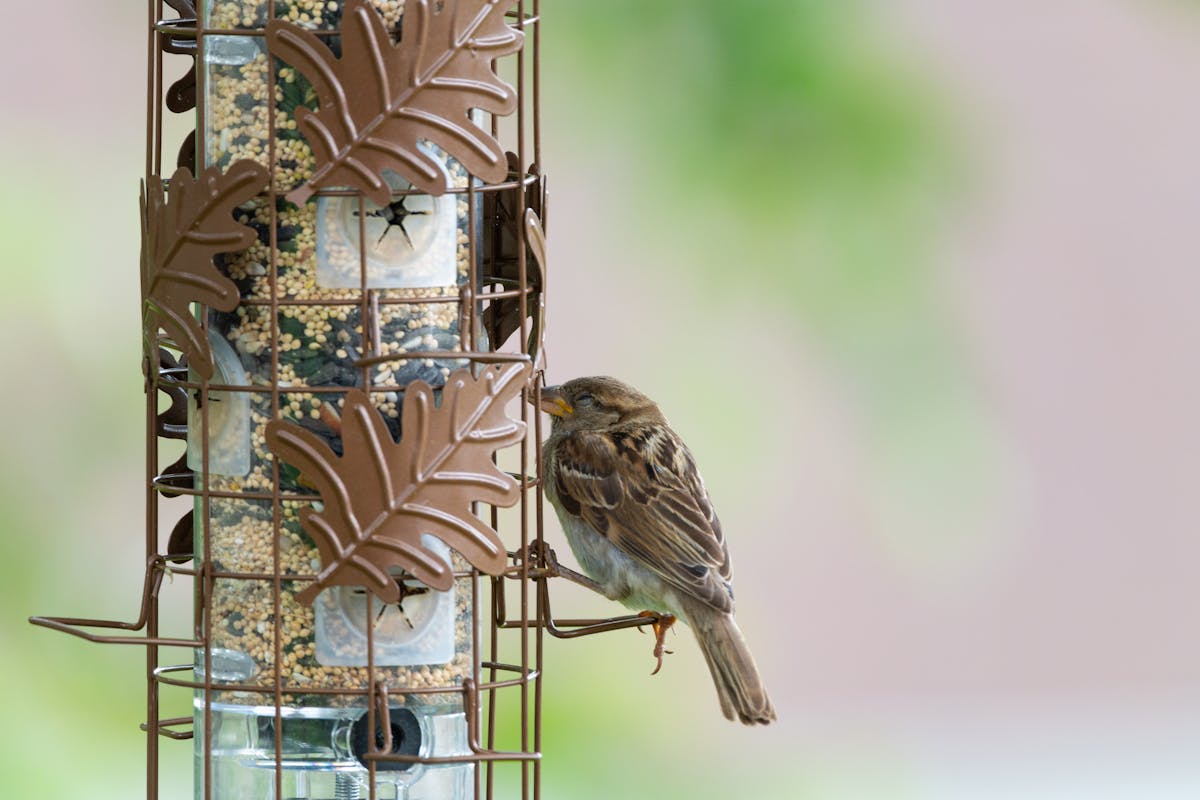 Best Bird Feeders for Cardinals: Top 7 Picks That Actually Work 4 Perky-Pet Copper Panorama Feeders