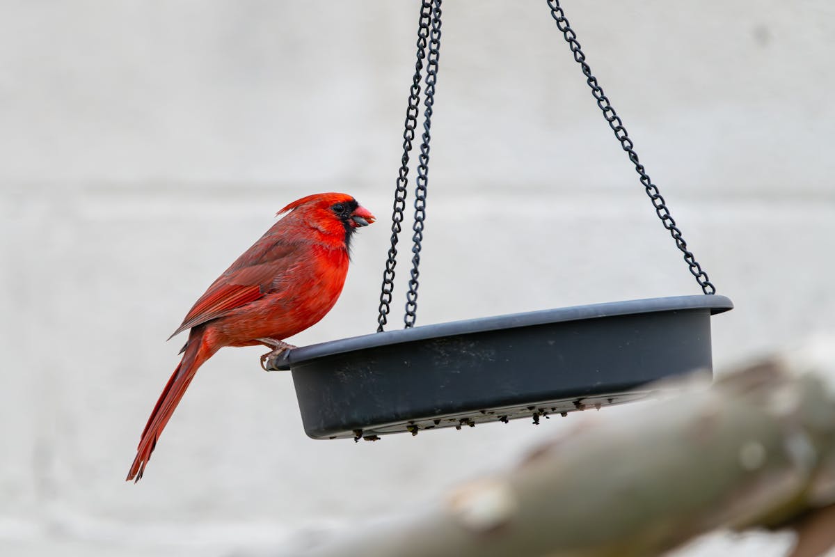 Best Bird Feeders for Cardinals: Top 7 Picks That Actually Work 7 Perky-Pet Red Cardinal Feeder 2026
