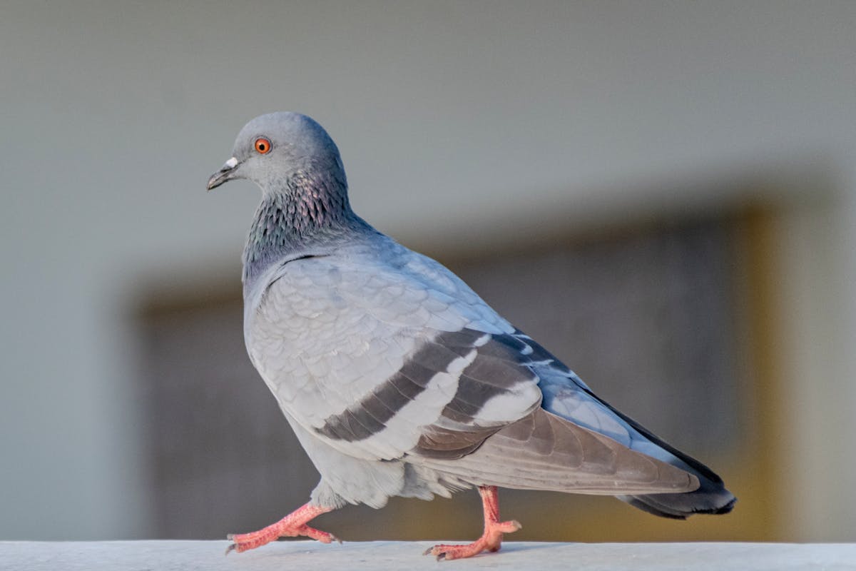15 Birds That Are Secretly More Intelligent Than You Might Think 13 Pigeon — The Navigation Genius You’ve Been Underestimating