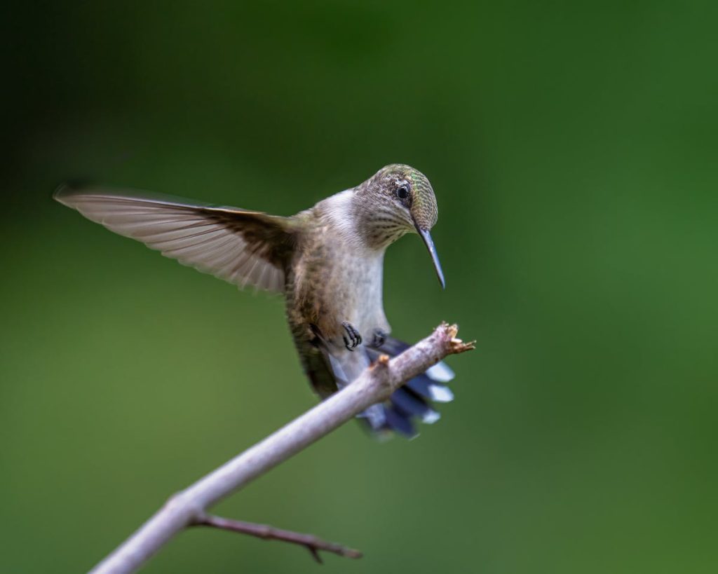 Ruby Throated Hummingbird Migration Map 2026 USA Today