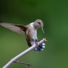 Ruby Throated Hummingbird Migration Map 2026 USA Today 7 Ruby Throated Hummingbird Migration Map 2026 USA Today