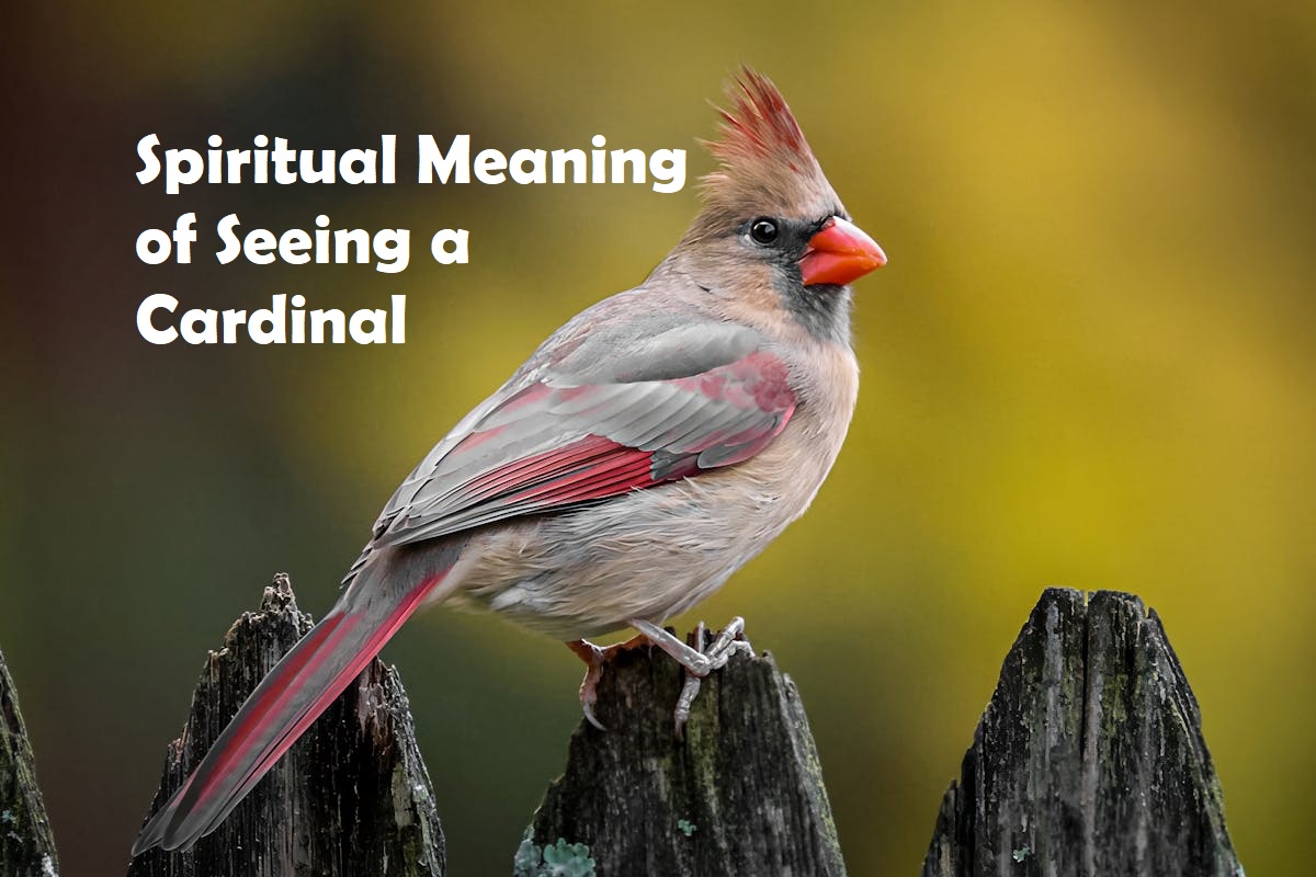 Spiritual Meaning of Seeing a Cardinal: What It Means Across Cultures 1 Spiritual Meaning of Seeing a Cardinal