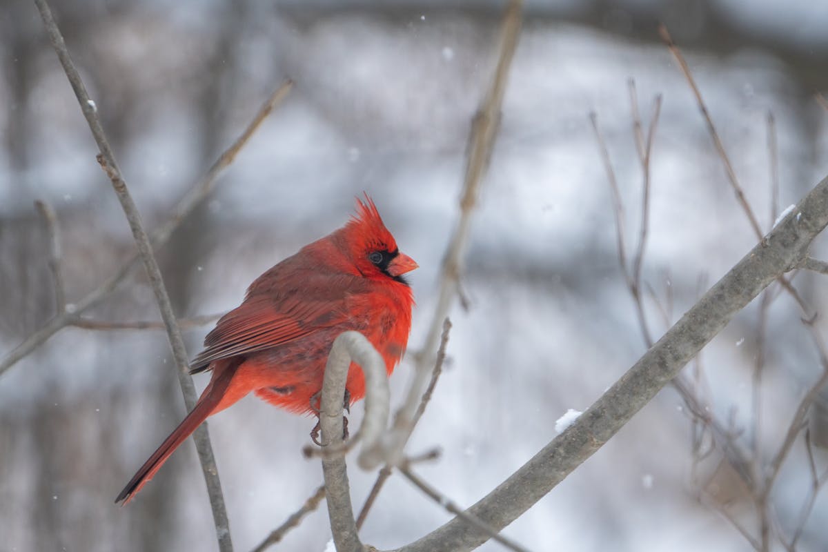 Spiritual Meaning of Seeing a Cardinal: What It Means Across Cultures 2 Spiritual Meaning of Seeing a Cardinal