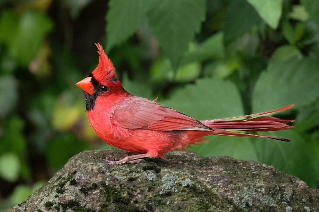 Spiritual Meaning of Seeing a Cardinal