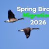 Spring Bird Migration 2026: 10 Birds You Should Look for in Your Backyard Now 1 Spring Bird Migration 2026 10 Birds You Should Look for in Your Backyard Now