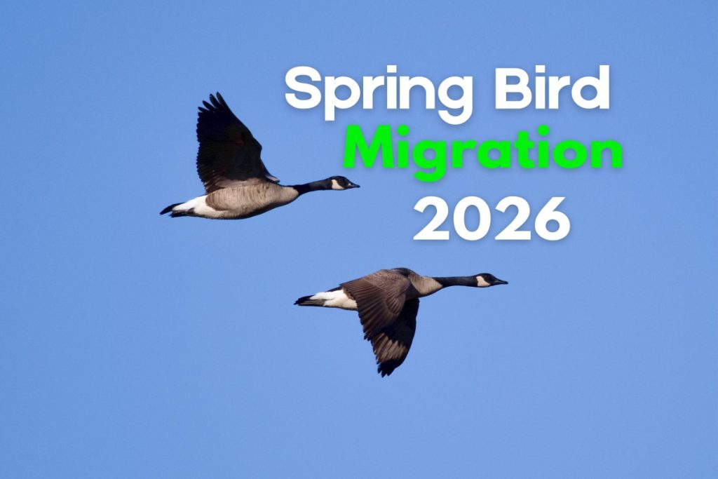 Spring Bird Migration 2026 10 Birds You Should Look for in Your Backyard Now