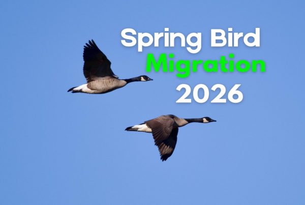 Spring Bird Migration 2026: 10 Birds You Should Look for in Your Backyard Now 6 Spring Bird Migration 2026 10 Birds You Should Look for in Your Backyard Now
