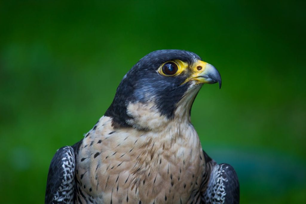 The Fastest Birds in America — and How Quickly They Actually Fly