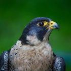 The Fastest Birds in America — and How Quickly They Actually Fly 9 The Fastest Birds in America — and How Quickly They Actually Fly