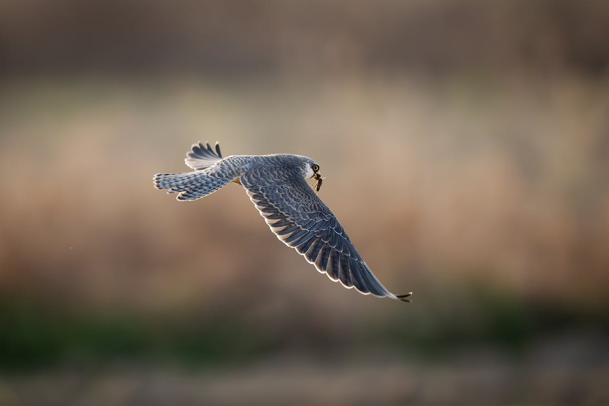 The Fastest Birds in America — and How Quickly They Actually Fly 2 Fastest Birds in America Quickly