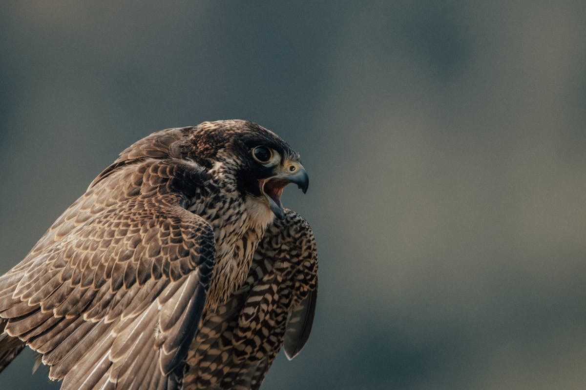 The Fastest Birds in America — and How Quickly They Actually Fly 1 Fastest Birds in America — and How Quickly They Actually Fly
