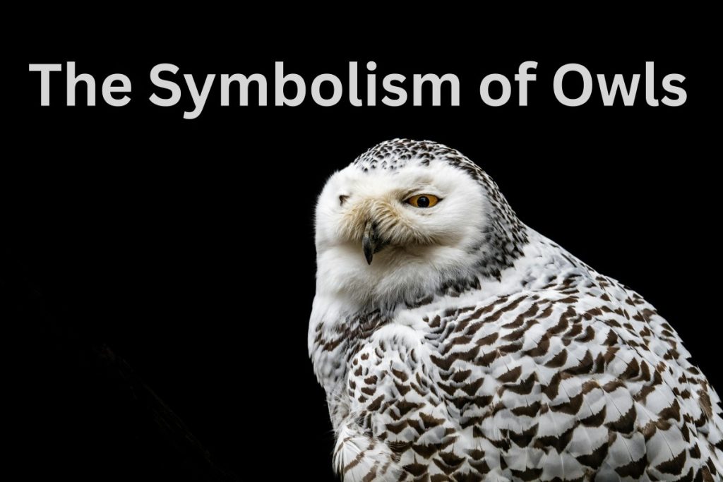The Symbolism of Owls Messages from the Night