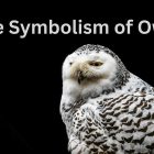 The Symbolism of Owls: Messages from the Night 11 The Symbolism of Owls Messages from the Night