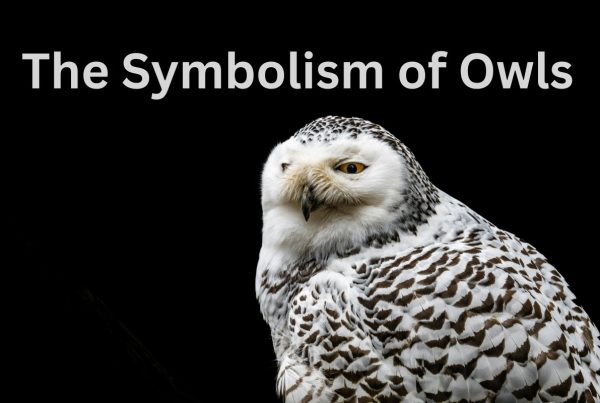The Symbolism of Owls: Messages from the Night 7 The Symbolism of Owls Messages from the Night