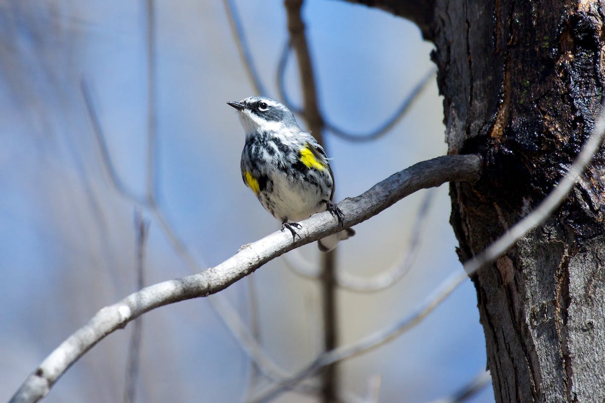 This Tiny Bird Crosses the Atlantic Ocean Nonstop — Here's How 2 Viewing Autumn Migration