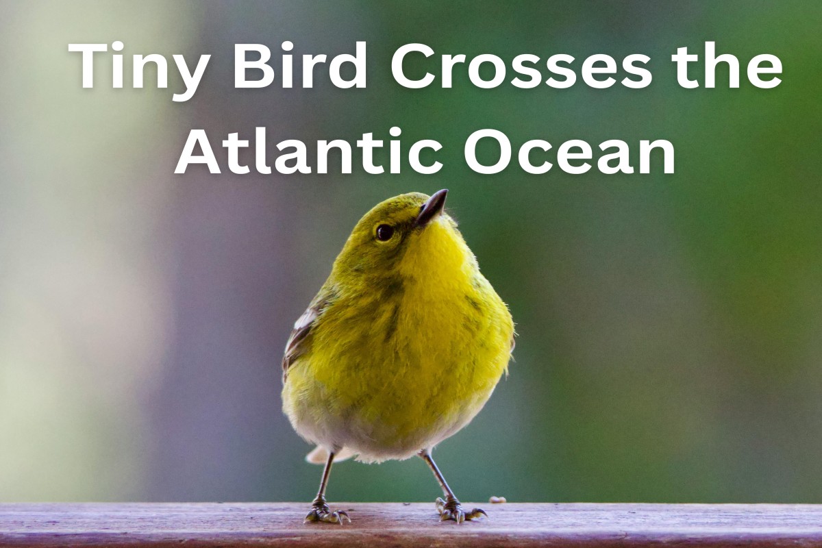 This Tiny Bird Crosses the Atlantic Ocean Nonstop — Here's How 1 This Tiny Bird Crosses the Atlantic Ocean Nonstop — Here's How