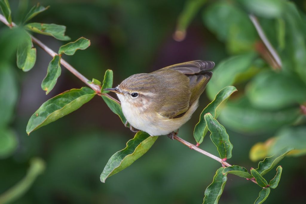 This Tiny Bird Crosses the Atlantic Ocean Nonstop