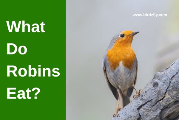 What Do Robins Eat? The Complete American Robin Diet Guide 12 What Do Robins Eat?