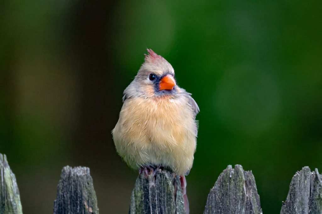 Cardinal Visits You Science & Symbolism