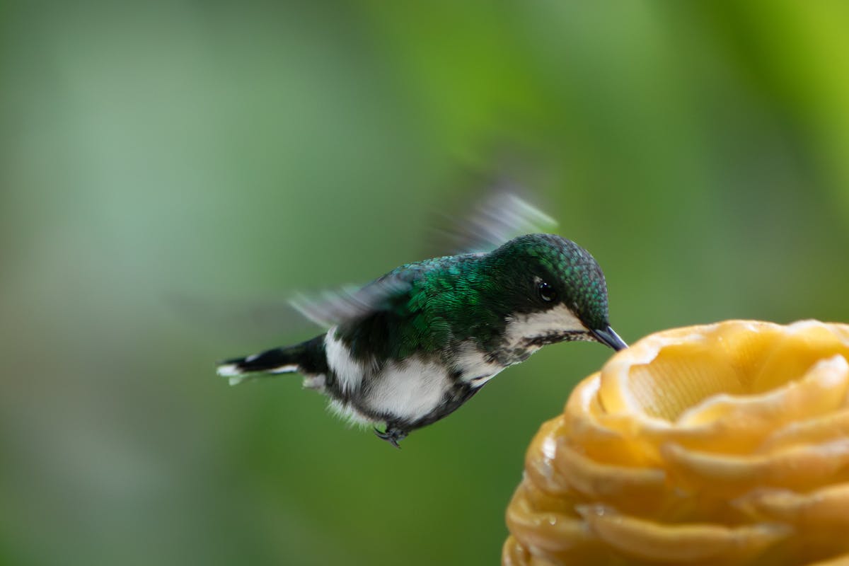What is the Spiritual Meaning of a Hummingbird? 1 Spiritual Meaning of a Hummingbird