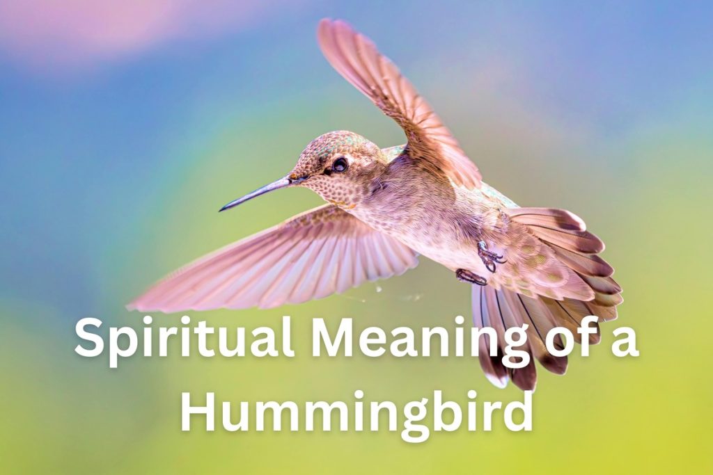 Spiritual Meaning of a Hummingbird