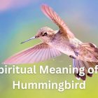 What is the Spiritual Meaning of a Hummingbird? 13 Spiritual Meaning of a Hummingbird