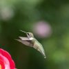 When Do Hummingbirds Leave for Winter? State-by-State Guide 2026 4 When Do Hummingbirds Leave for Winter State-by-State Guide 2026