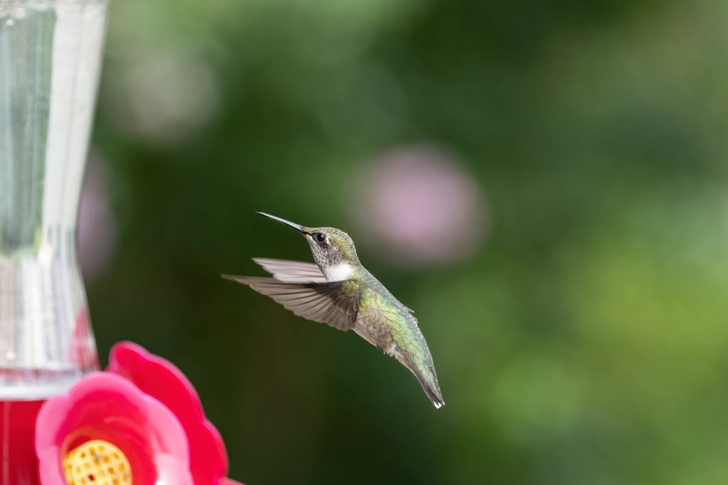 When Do Hummingbirds Leave for Winter State-by-State Guide 2026
