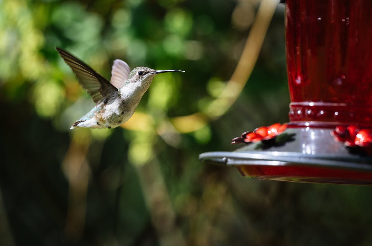 When Do Hummingbirds Leave for Winter? State-by-State Guide 2026 2 When Do Hummingbirds Leave for Winter State-by-State Guide 2026