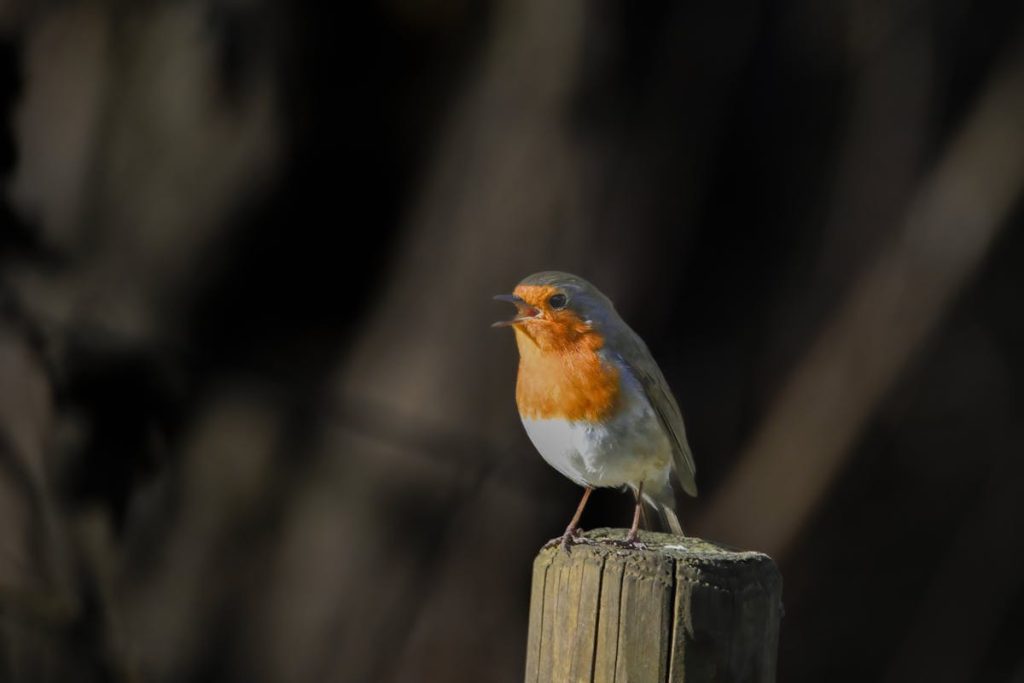 Why Do Robins Sing at Night The Science Behind It