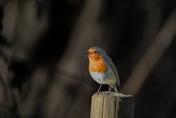 Why Do Robins Sing at Night? The Science Behind It 4 Why Do Robins Sing at Night The Science Behind It