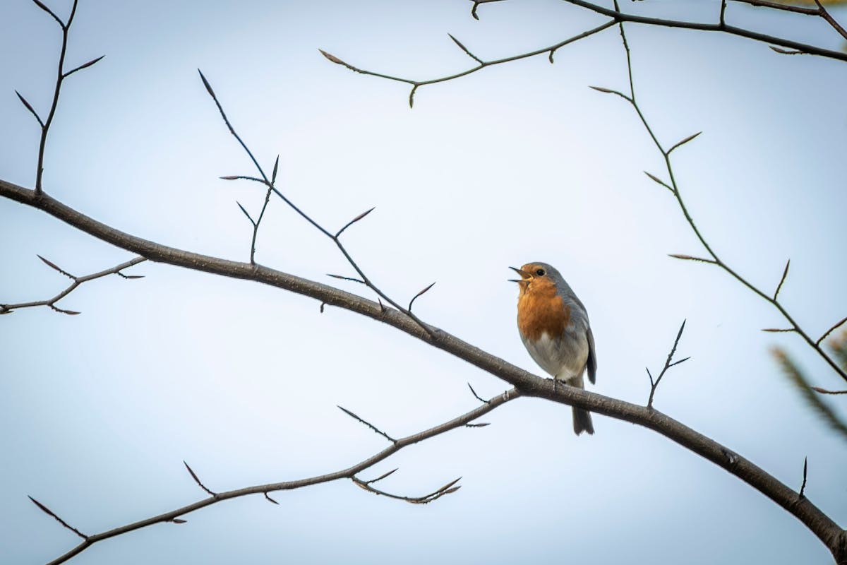 Why Do Robins Sing at Night? The Science Behind It 2 Why Do Robins Sing at Night The Science Behind It