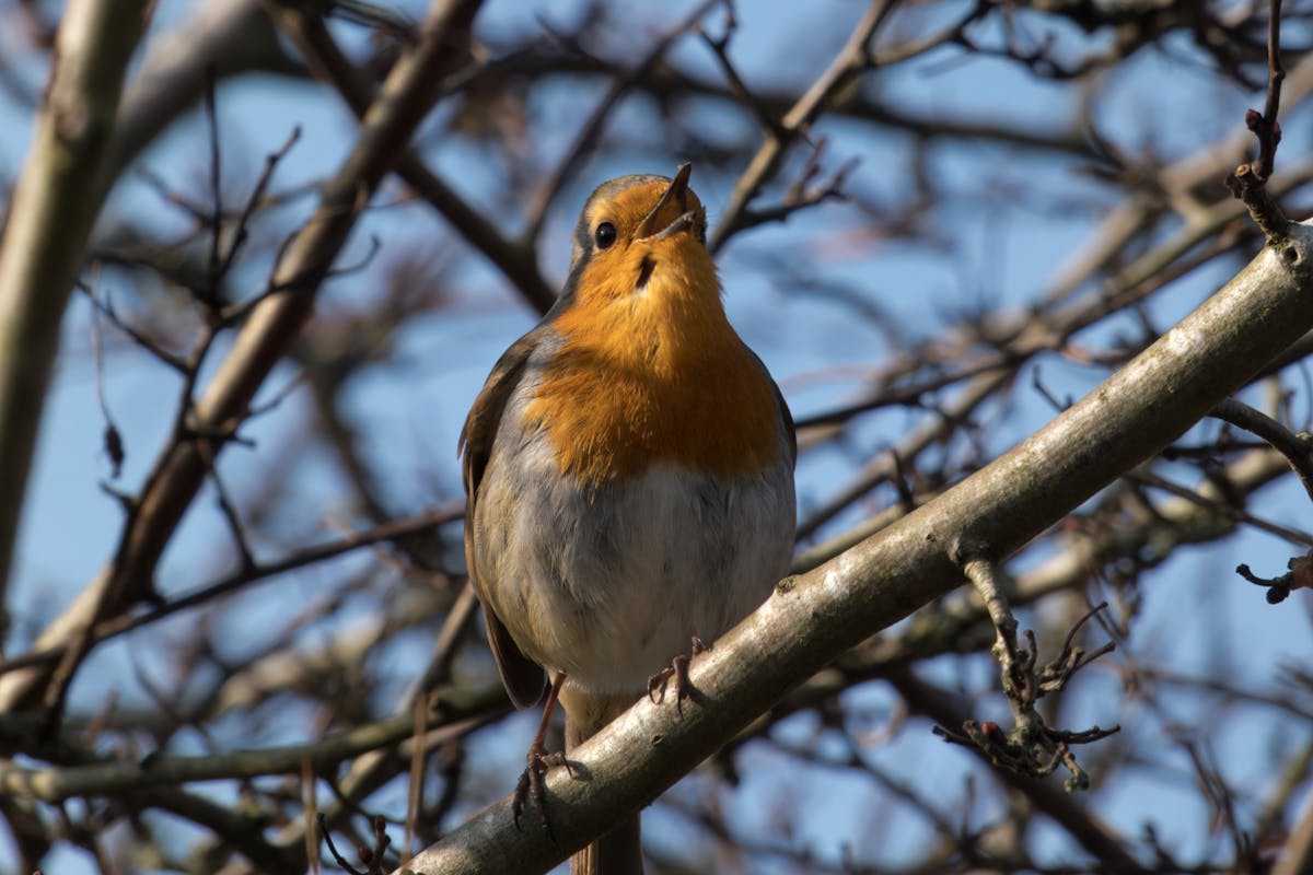 Why Do Robins Sing at Night? The Science Behind It 1 Why Do Robins Sing at Night