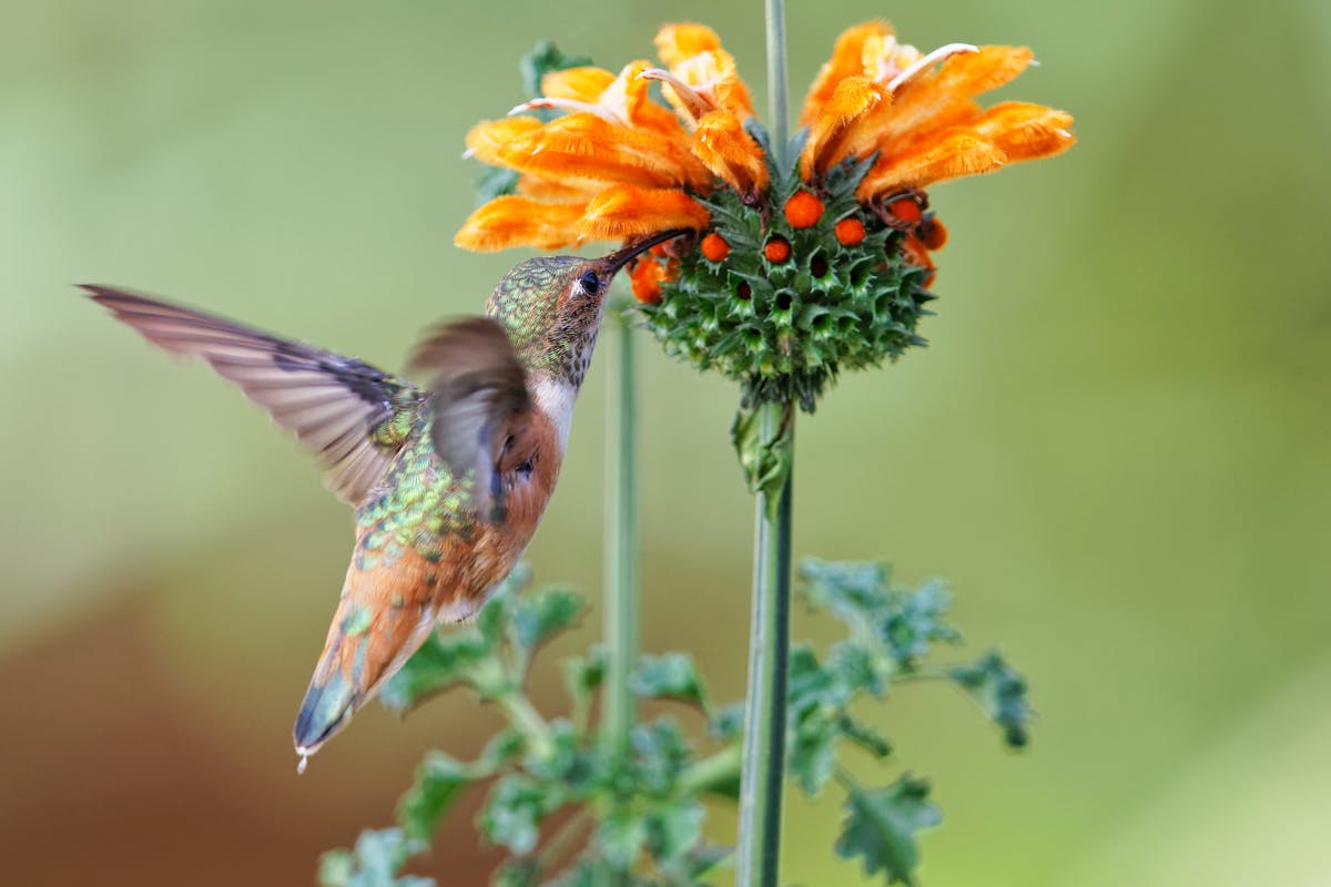 Why Is a Hummingbird Hovering at My Window? 7 Reasons Explained 2 Why Is a Hummingbird Hovering at My Window 7 Reasons Explained