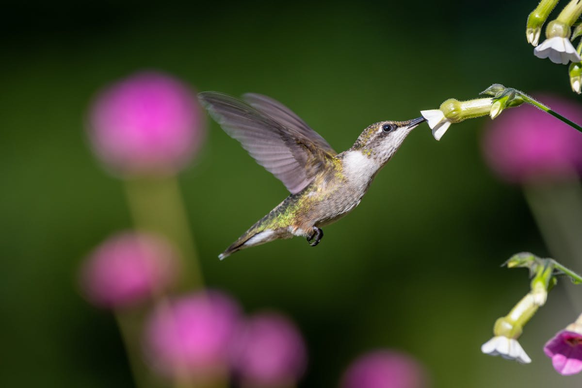 Why Is a Hummingbird Hovering at My Window? 7 Reasons Explained 1 Hummingbird Hovering at My Window