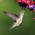 Why Is a Hummingbird Hovering at My Window? 7 Reasons Explained 10 Hummingbird Hovering at My Window