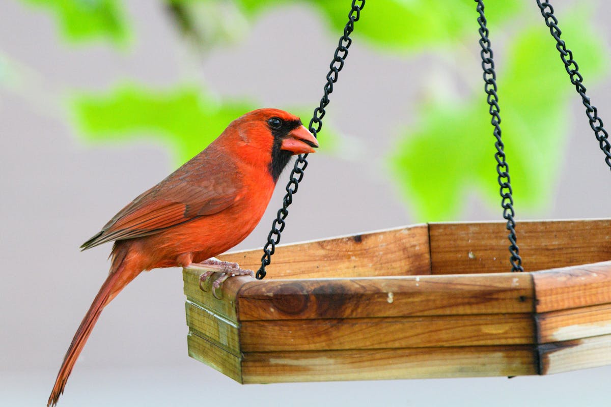 Hybrid Squirrel-Proof Bird Feeders: 8 That Really Work (Best) 3 Woodlink Absolute II Squirrel Resistant Bird Feeder