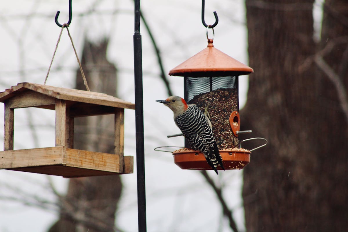 Best Bird Feeders for Cardinals: Top 7 Picks That Actually Work 6 Woodlink Deluxe Cedar Feeder 2026