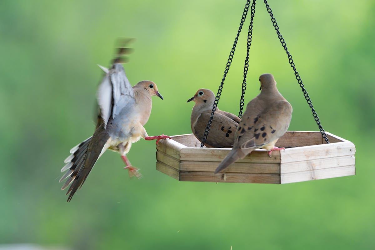 Best Bird Feeders for Cardinals: Top 7 Picks That Actually Work 3 Woodlink Going Green Platform