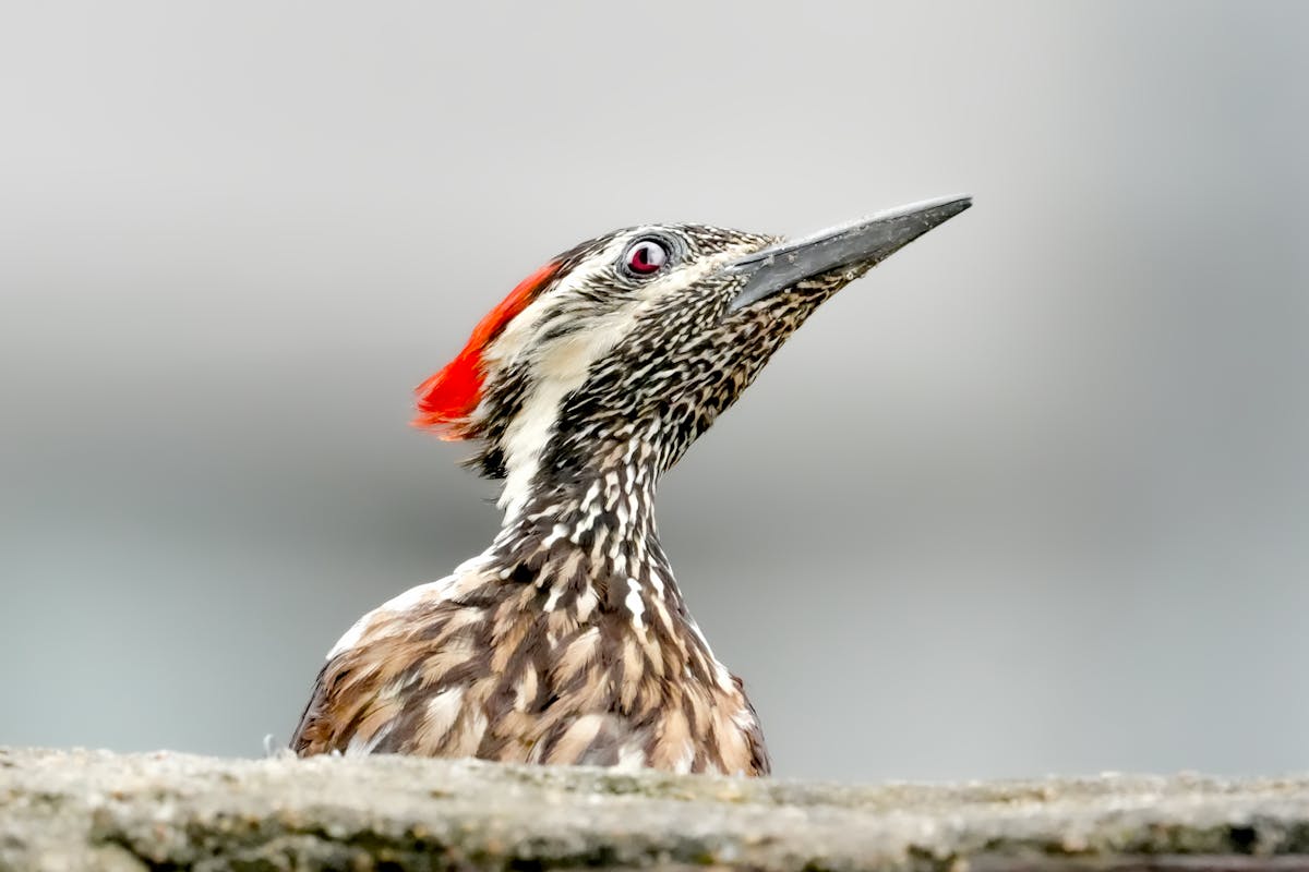 15 Birds That Are Secretly More Intelligent Than You Might Think 6 Woodpecker — The Engineer No One Respects Enough