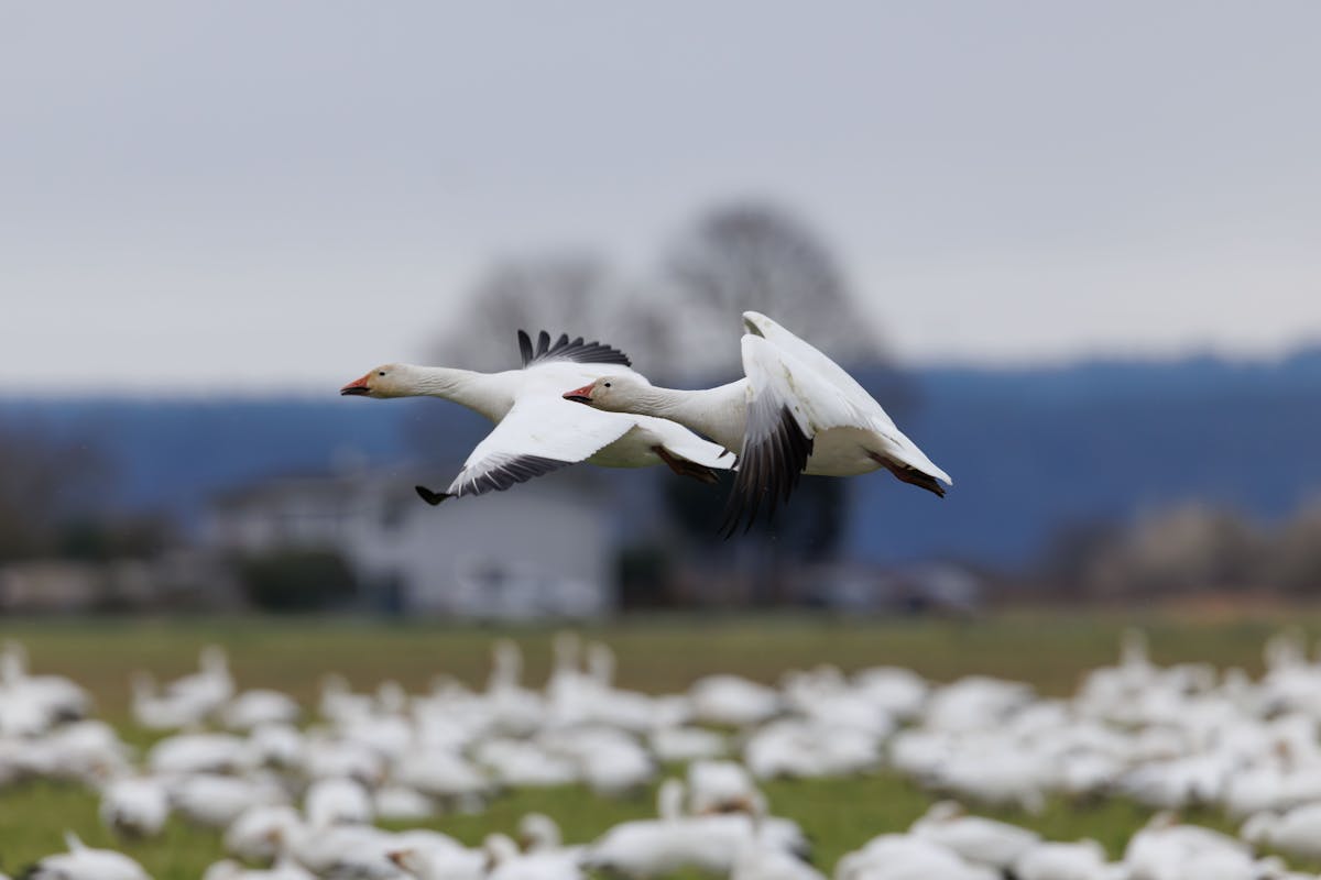 Spring Bird Migration 2026: 10 Birds You Should Look for in Your Backyard Now 1 Spring Bird Migration 2026