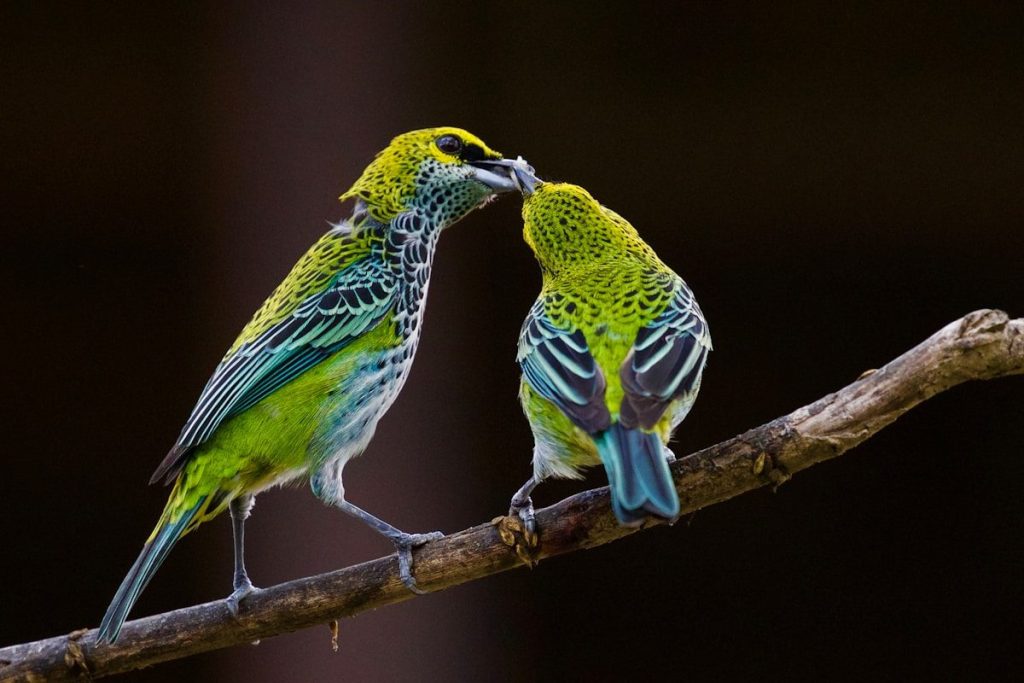 Can Birds Smell? What Science Actually Shows 1 green and blue bird kissing each other