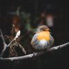 12 Birds That Look Like Robins (But Aren't!) — ID Guide With Photos 1 12 Birds That Look Like Robins