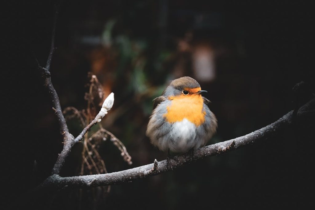 12 Birds That Look Like Robins