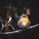 12 Birds That Look Like Robins (But Aren't!) — ID Guide With Photos 13 12 Birds That Look Like Robins
