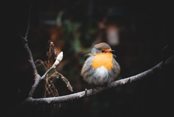 12 Birds That Look Like Robins (But Aren't!) — ID Guide With Photos 5 12 Birds That Look Like Robins